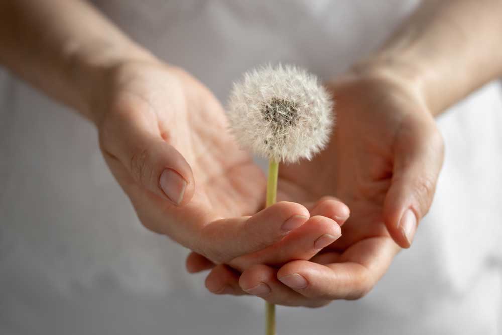 Cultivating contentment with Natural Success image of hands holding a dandelion with tenderness and care