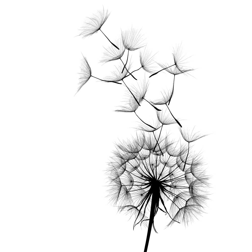 Leadership coaching to transform leaders dandelion seeds in flight on white background