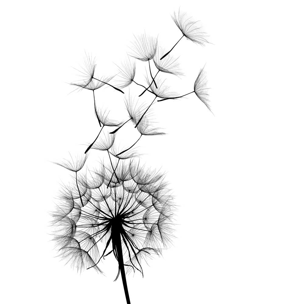 Learn to lead with natural success image of dandelion seeds in flight on white background