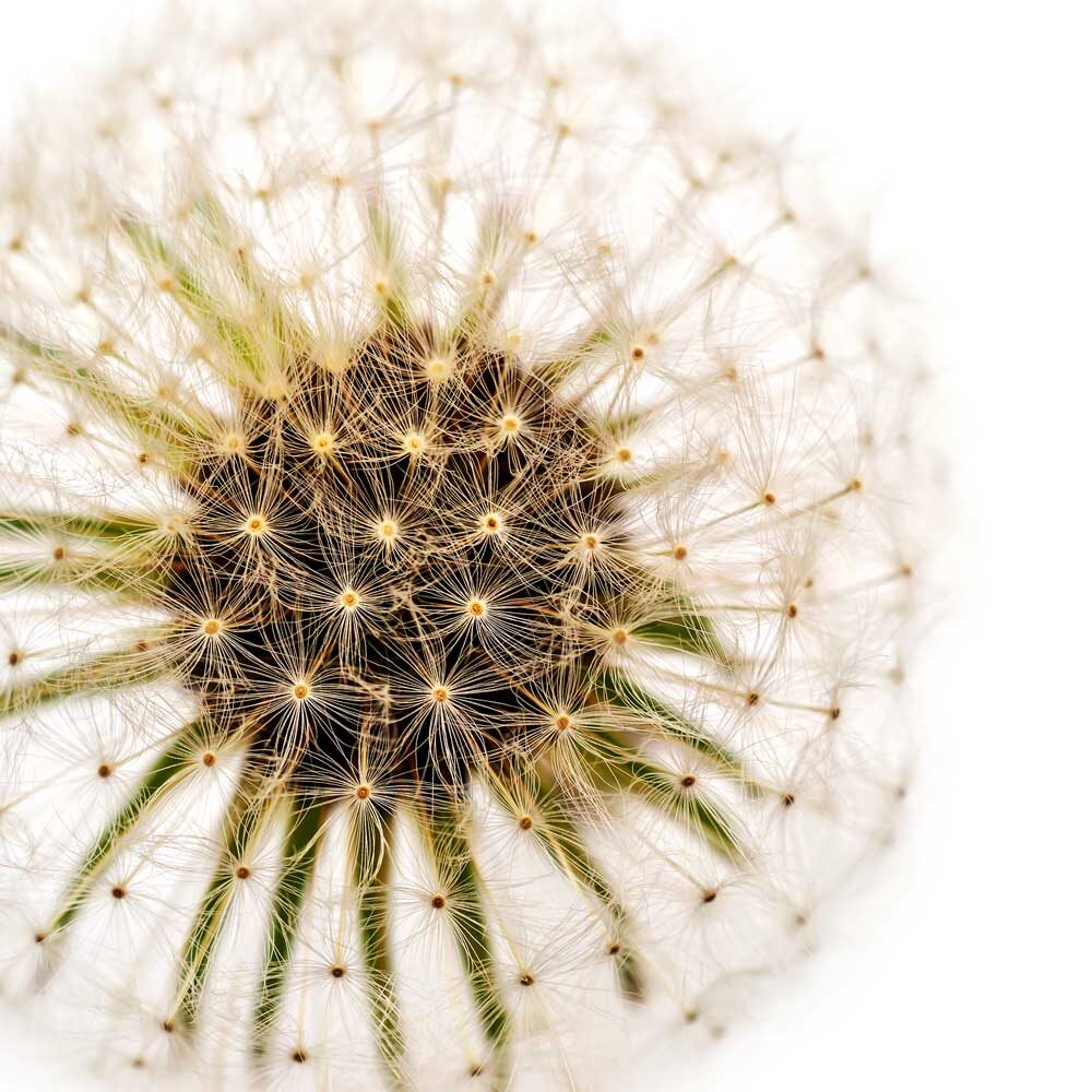 Closeup of dandelion seeds suggesting stars. white background