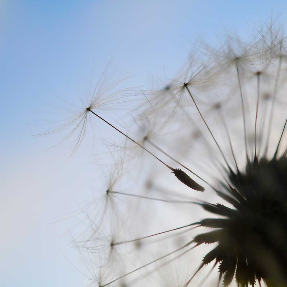Natural Success leadership coaching dandelion seed bloom against blue sky